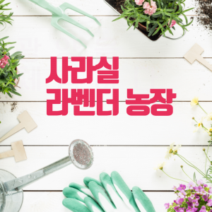 사라실 라벤더농장